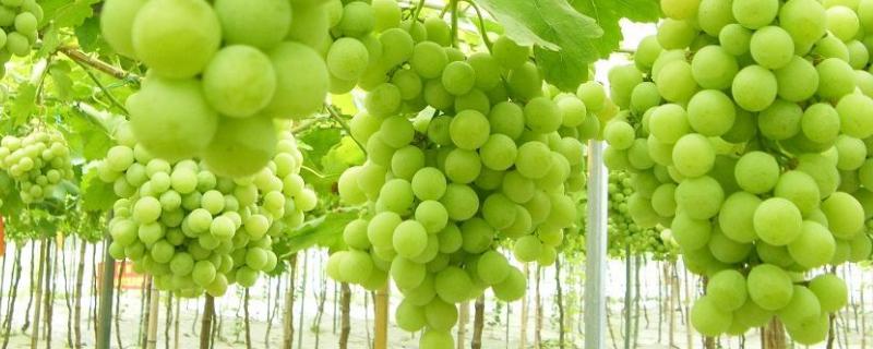 葡萄种植时间和方法（巨峰葡萄种植时间和方法）