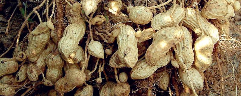 5月种花生多久熟，附花生的生长过程 五月份种花生几天出苗