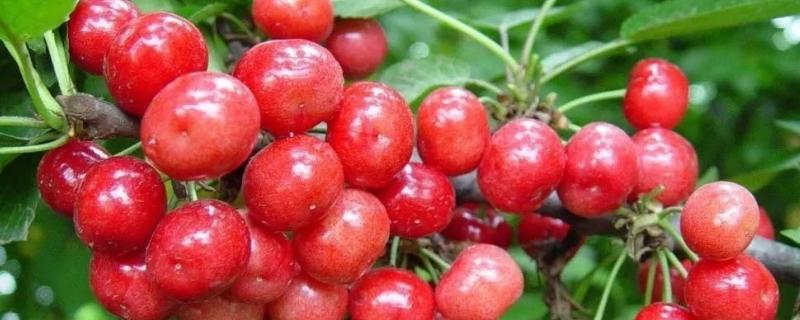 樱桃膨果期使用什么肥,樱桃膨果期是什么时候
