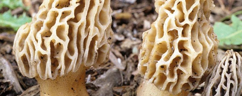 羊肚菌的栽培技术,适合哪些地区种植