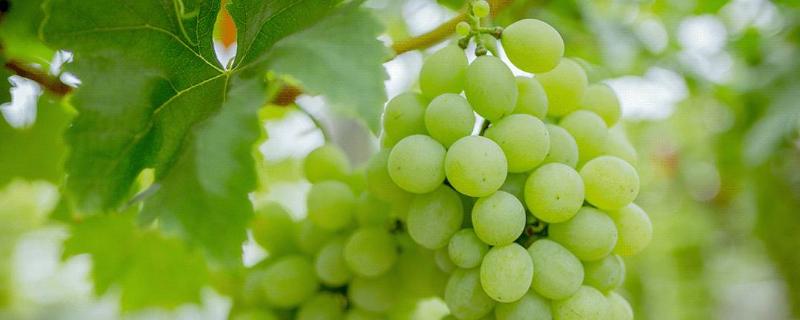 葡萄烂果是什么原因,有什么防治措施