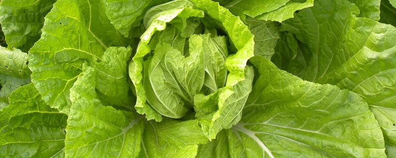 大白菜撒草木灰方法,附大白菜的种植方法和时间