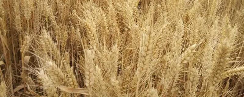 最高产的小麦品种（最高产的小麦品种有哪些）