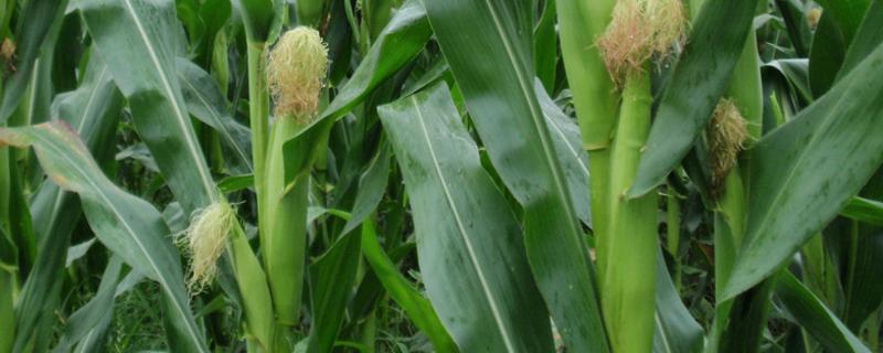 龙耘235玉米种介绍 龙耘121玉米种