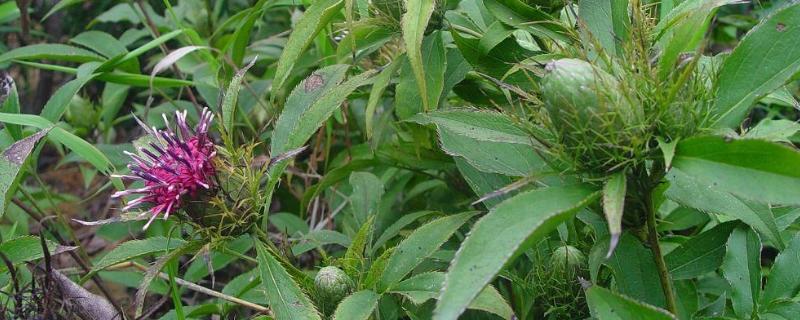 苍术种植技术与栽培管理（苍术种植技术和栽培技术）