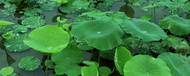 莲藕最怕什么药,打了药叶子皱了是怎么回事