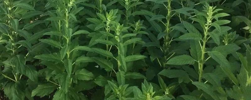 芝麻直接撒地上能出苗吗,苗期容易出现哪些病害