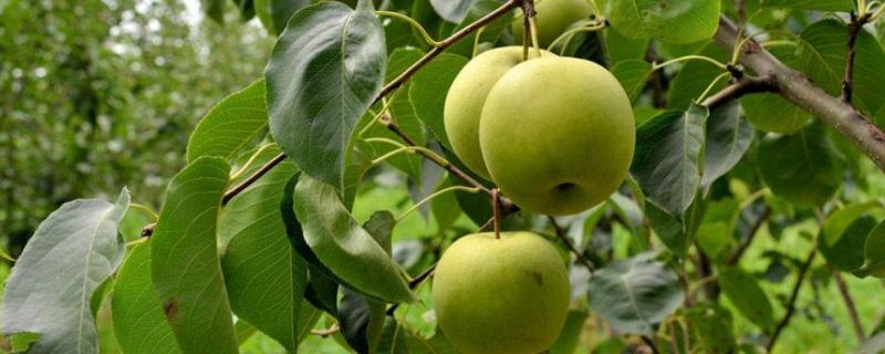 梨适合套什么袋子,什么时候开始套袋
