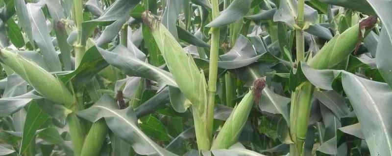 嘉禧100玉米种特征,附简介