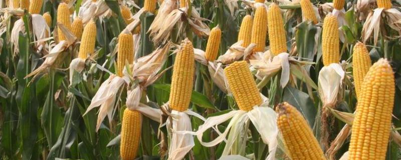 玉米生长过程详细记录（玉米种子的生长过程记录表）