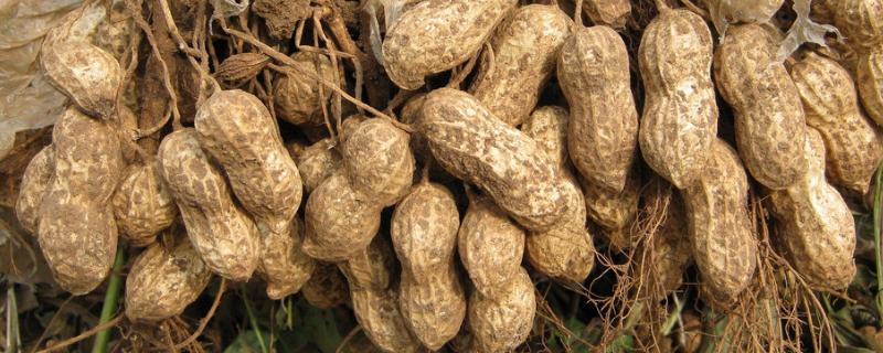 花生后期还能控旺吗，附控旺技巧（花生后期怎么样）