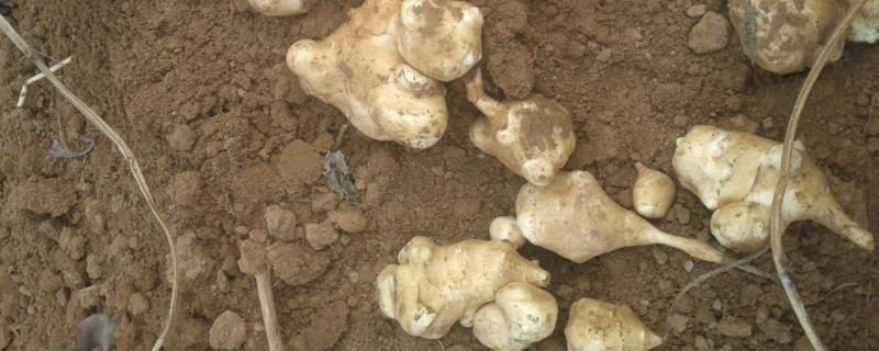 洋姜产量那么高怎么没人种植,洋姜几月份成熟可以挖