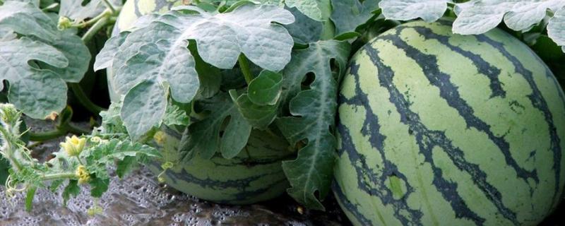 为什么自己种的西瓜不会结果,不结果的枝条需要打顶吗