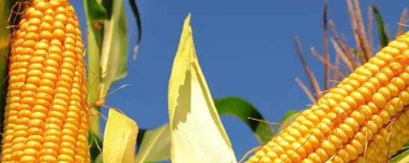 玉米每亩多少株怎么算,每亩施多少复合肥合适