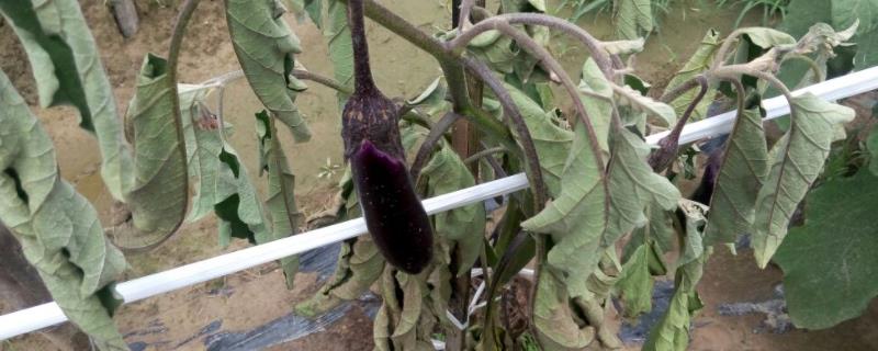 茄子病害图片及防治（茄子病害图片及防治 症状）