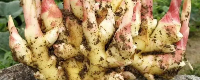 生姜用什么肥料才高产,附施肥方法 生姜用什么肥料追肥最好