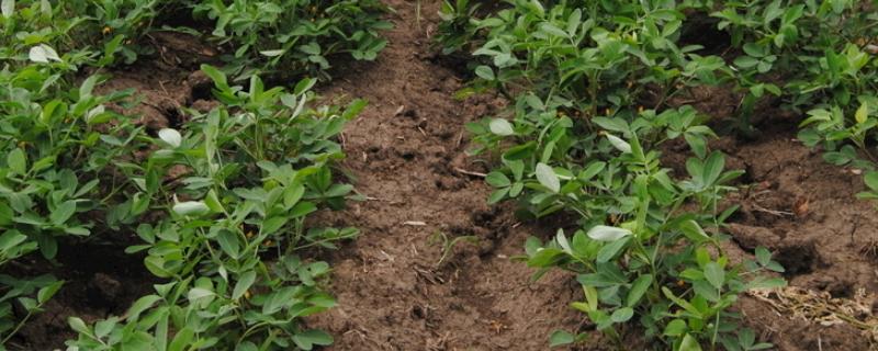 花生打药后几小时下雨有效,花生打药是上午好还是下午好