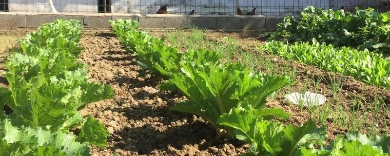 蔬菜种植知识，附温汤浸种方法 蔬菜种植知识,附温汤浸种方法视频