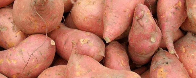 红薯打什么叶面肥增产,植物叶面肥有哪些