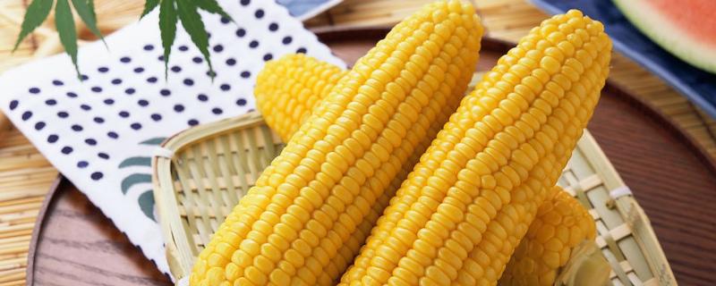 长单510玉米品种介绍 长单506玉米种子