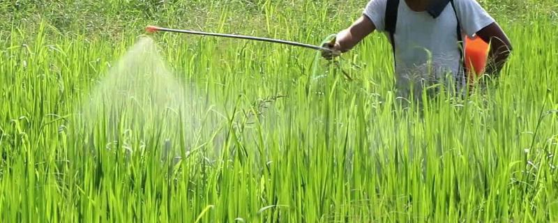 苄嘧丙草胺对秧苗有影响吗，苄嘧丙草胺属于什么类型农药