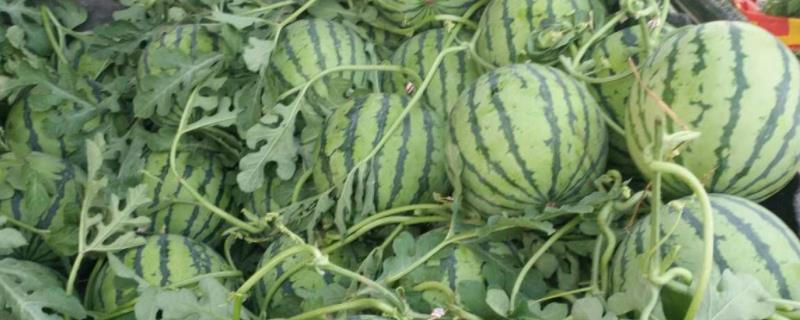 美都西瓜特点，美都西瓜和8424的区别 怎么区分美都和8424西瓜