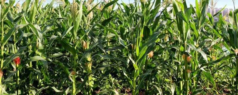 二甲四氯钠在玉米上怎么用，二甲四氯钠的使用范围