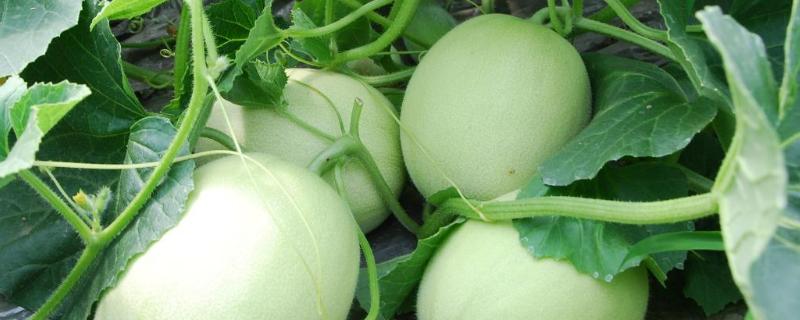 甜瓜怎样管理,附种植方法(甜瓜移栽后的管理技术)