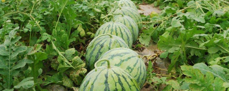 西瓜结果了需要施什么肥料,结果了要多久才能吃