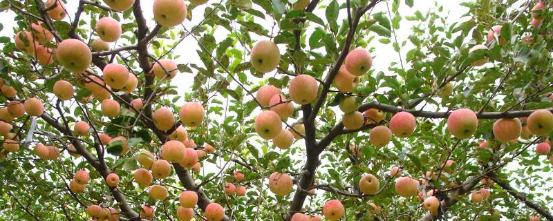 缩二脲是什么意思,对果树有没有坏处（缩二脲对果树的危害及补救）