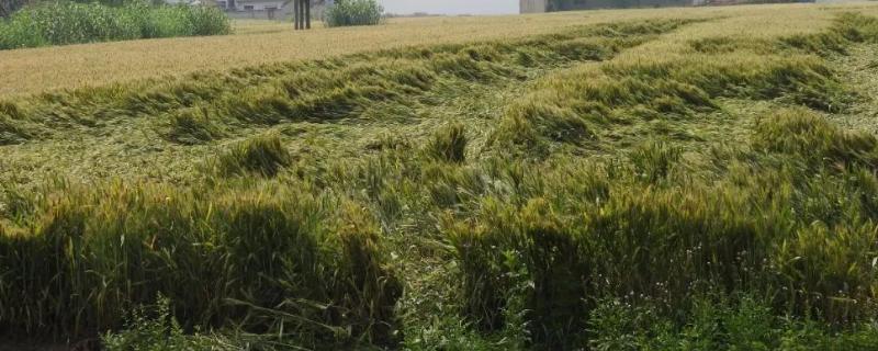 套种的好处，套种和间作的区别 套种有什么好处