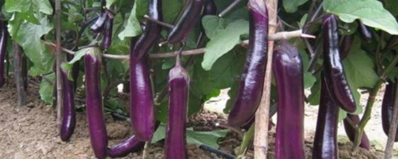 茄子开花如何人工授粉,从开花到成熟需要多久