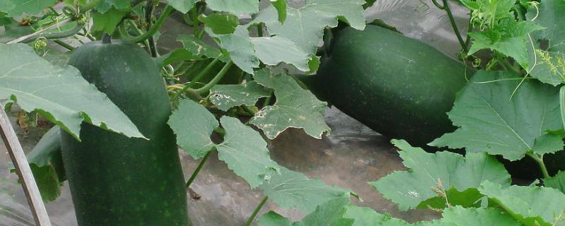 冬瓜怎么种植管理 冬瓜如何种植管理