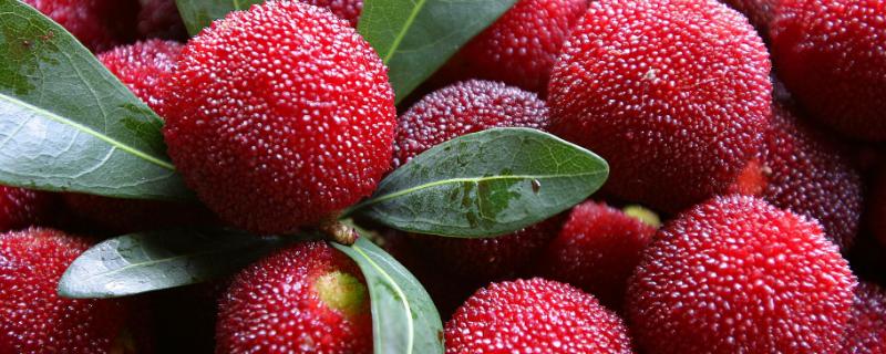 杨梅病害有哪些,如何防治