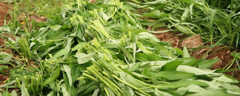 芒种适合种植什么蔬菜(芒种适合种植什么蔬菜水果)