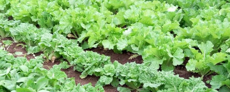 8月初种植什么蔬菜（8月份种植什么蔬菜）