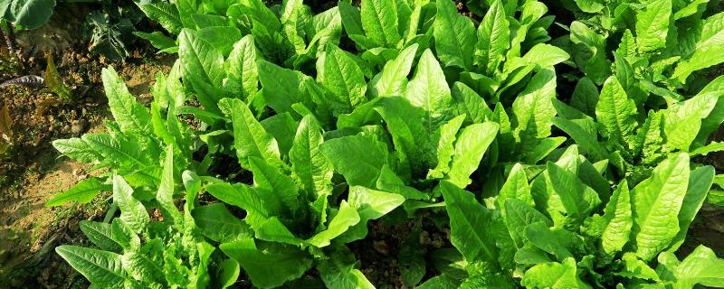 8月份至10月份种什么菜（北方8月份至10月份种什么菜）