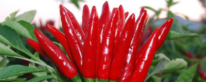 辣椒常见虫害与用药 辣椒常见虫害及其防治