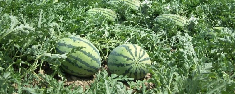 西瓜的种植时间，西瓜的种植方法（西瓜的种植时间与育苗方法）