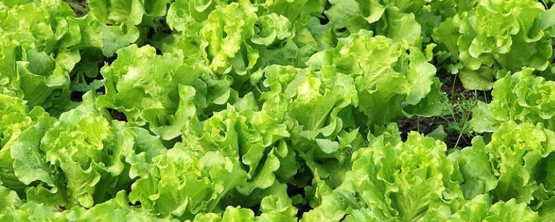 六月份适合种什么蔬菜（南方六月份适合种什么蔬菜）