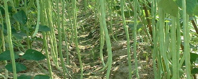 豆角为什么不开花不结果,从开花到采摘需要多长时间