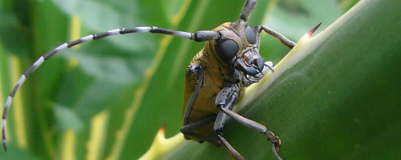天牛幼虫为害部位，如何消灭（天牛幼虫怎么消灭）