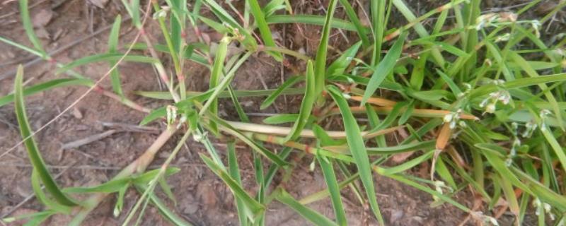 节节草用什么除草剂才能彻底打死,节节草喜欢长在哪里