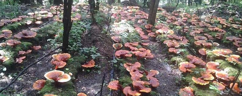 林下经济种植作物有哪些（适合林下种植的经济作物）