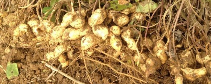 2021年几月份种花生,一亩地需要多少种子