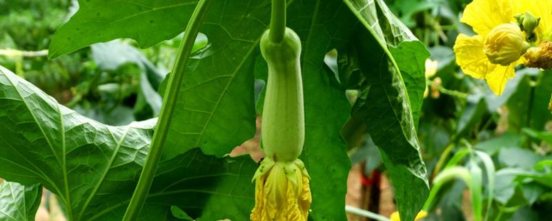 广东5月份适合种植什么菜(广东五月种植什么蔬菜)