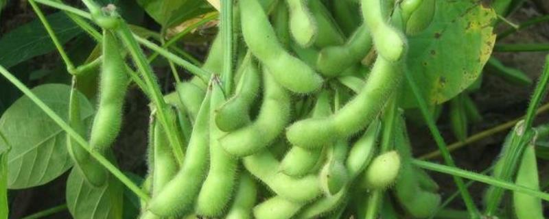 大豆不结荚的原因，结荚期打什么药（大豆不结荚是什么原因）
