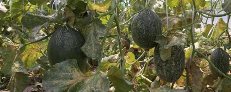 哈密瓜整枝及留瓜技术,附哈密瓜的种植方法