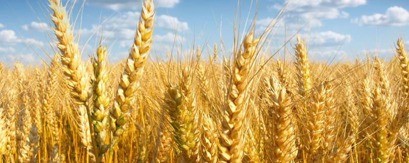 金诚麦17号品种介绍 金诚麦17号品种怎么样