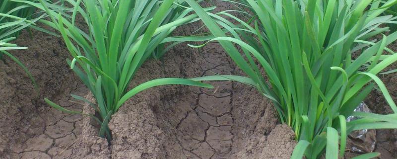 韭菜防治根蛆的最佳方法,附韭菜根蛆危害症状